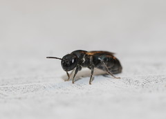 Euryglossa
