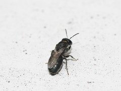 Euryglossa