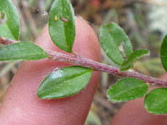 Cotoneaster integrifolius