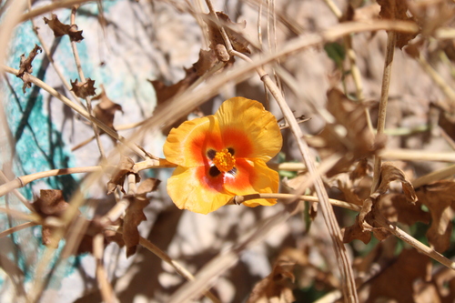 Eastern Horned Poppy (Glaucium leiocarpum)