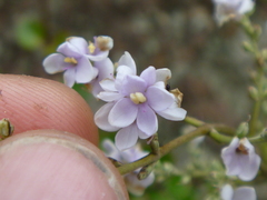Veronica hulkeana