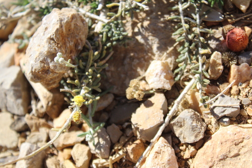 Achillea falcata, photograph 2