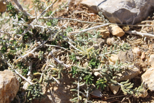 Achillea falcata, photograph 3