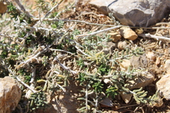 (c) yelena_antipova, some rights reserved (CC BY) Achillea falcata, photograph (c) yelena_antipova, some rights reserved (CC BY)