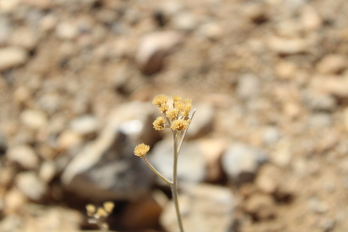 Achillea falcata, photograph 4