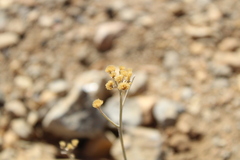 (c) yelena_antipova, some rights reserved (CC BY) Achillea falcata, photograph (c) yelena_antipova, some rights reserved (CC BY)