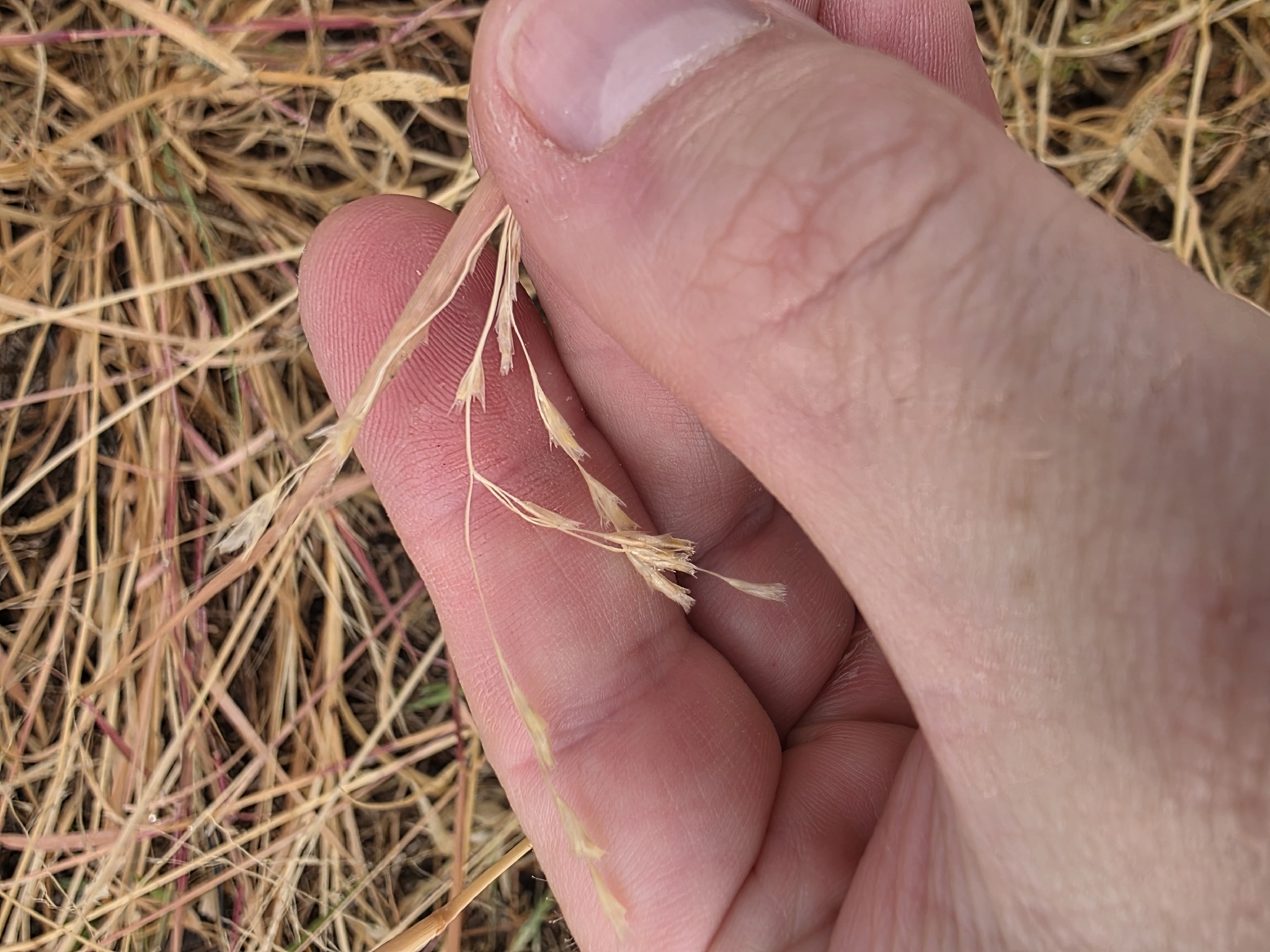 Purple Sandgrass (Triplasis purpurea)