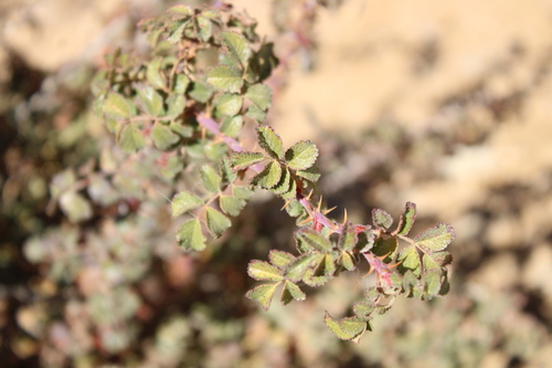 Mediterranean Sweet-briar (Rosa pulverulenta)