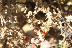 Rosa pulverulenta, photograph (c) yelena_antipova, some rights reserved (CC BY)