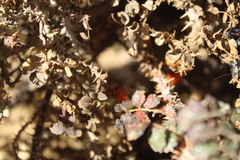 Rosa pulverulenta, photograph (c) yelena_antipova, some rights reserved (CC BY)
