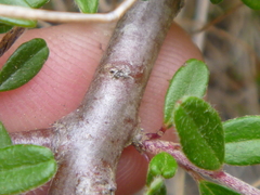 Cotoneaster integrifolius