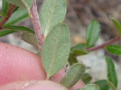 Cotoneaster integrifolius