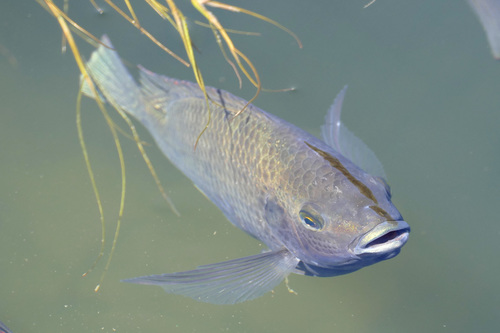 Banded tilapia (Tilapia sparrmanii) — Cichlidae — 4