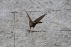 Turdus leucomelas