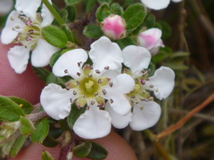 Cotoneaster integrifolius