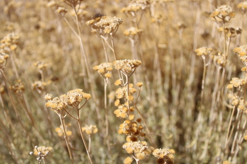Falcate Milfoil (Achillea falcata)
