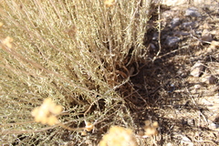 Achillea falcata