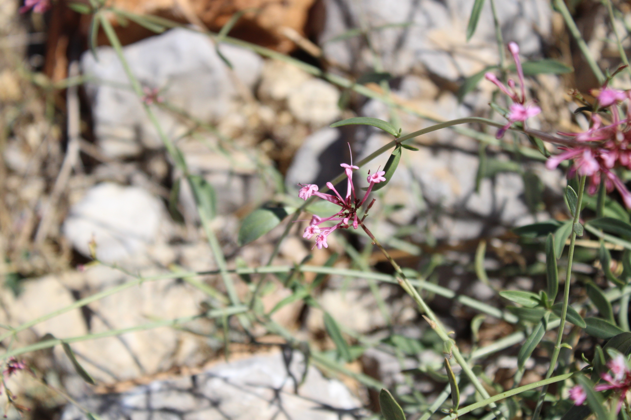 Long-Flowered Spur-Valerian (Centranthus longiflorus)