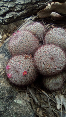 Mammillaria jaliscana jaliscana
