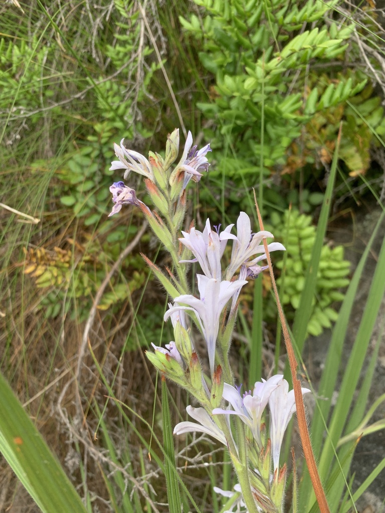Babiana lineolata, Bergrivier Rural, Velddrif, Western Cape, ZA