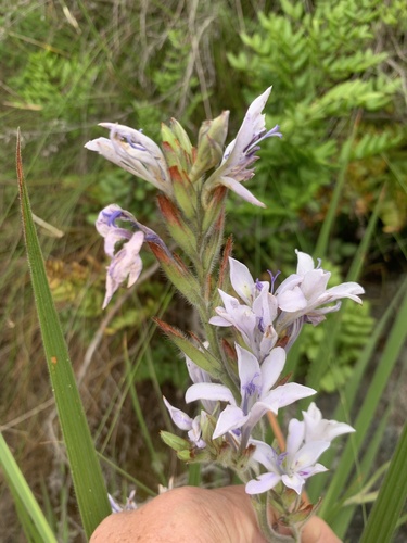 Babiana lineolata