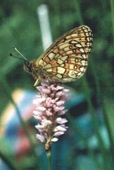 Boloria eunomia