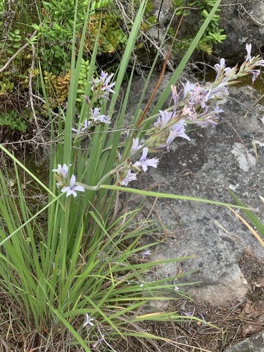 Babiana lineolata
