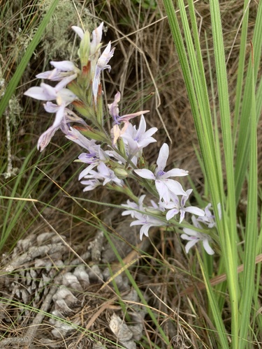 Babiana lineolata