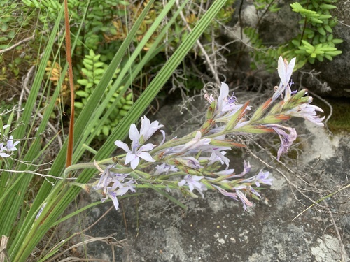 Babiana lineolata