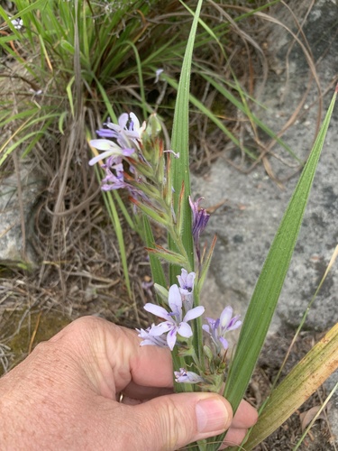 Babiana lineolata
