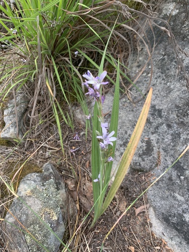 Babiana lineolata