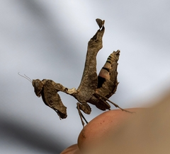 Acanthops parafalcata