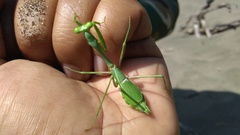 Stagmomantis domingensis