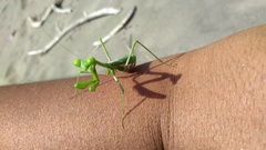 Stagmomantis domingensis