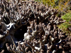 Pachypodium