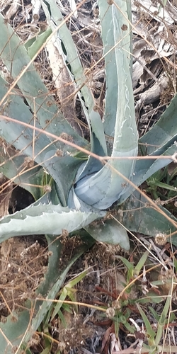 Agave mapisaga Trel.