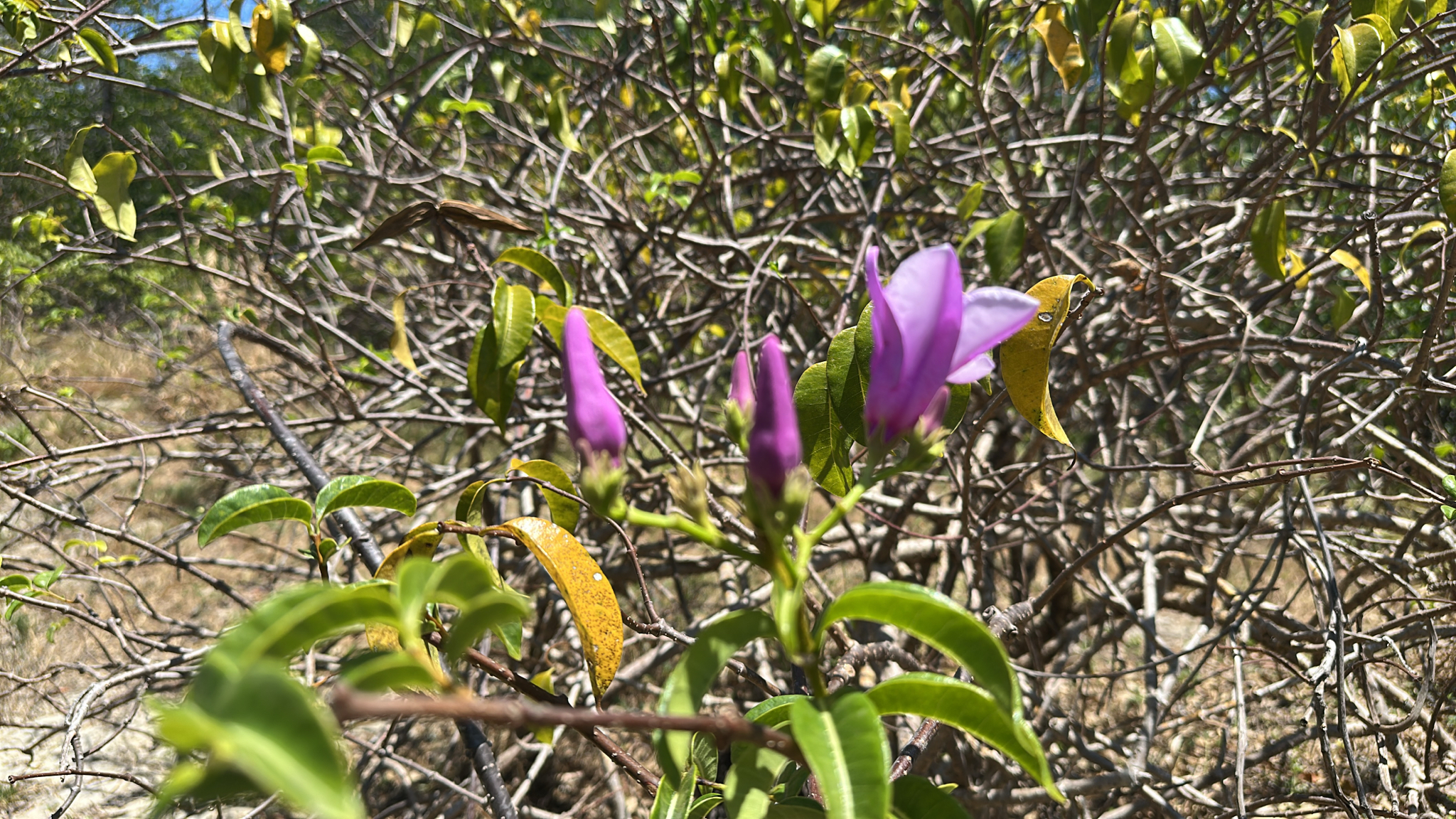 Cryptostegia madagascariensis