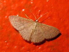 Pleuroprucha hypoxia