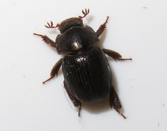 Ceratocanthinae