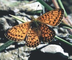Boloria eunomia