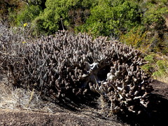 Pachypodium