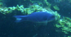 Bodianus parrae