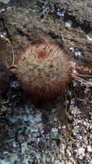 Mammillaria jaliscana jaliscana