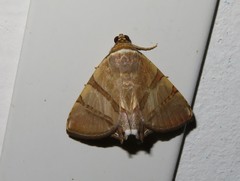 Eulepidotis juncida
