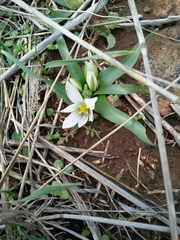 Ornithogalum lanceolatum