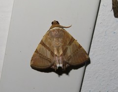 Eulepidotis juncida