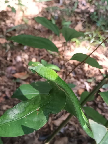 Wall's Vine Snake