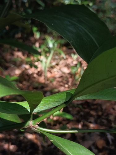 Wall's Vine Snake