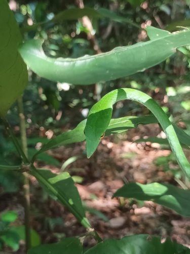 Wall's Vine Snake