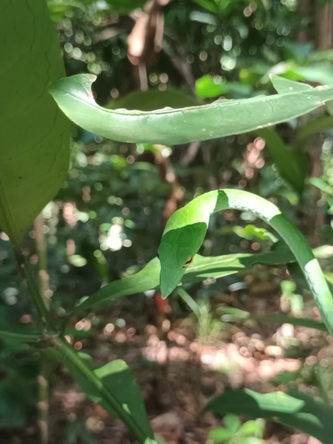 Wall's Vine Snake